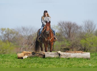 American Quarter Horse, Mare, 3 years, Sorrel