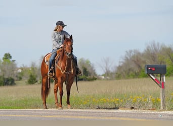 American Quarter Horse, Mare, 3 years, Sorrel