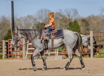 American Quarter Horse, Mare, 4 years, 13.3 hh, Gray