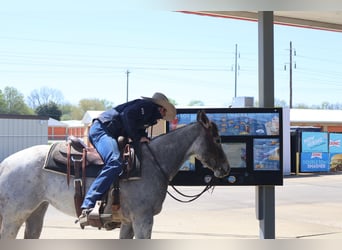 American Quarter Horse, Mare, 4 years, 13.3 hh, Gray