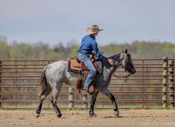 American Quarter Horse, Mare, 4 years, 13.3 hh, Gray
