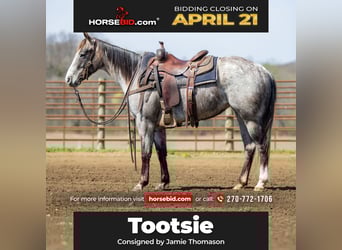 American Quarter Horse, Mare, 4 years, 13.3 hh, Gray