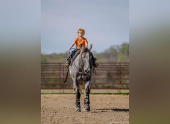 American Quarter Horse, Mare, 4 years, 13.3 hh, Gray