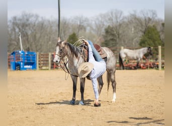 American Quarter Horse, Mare, 4 years, 13.3 hh, Gray