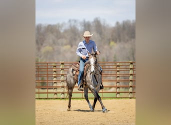 American Quarter Horse, Mare, 4 years, 13.3 hh, Gray