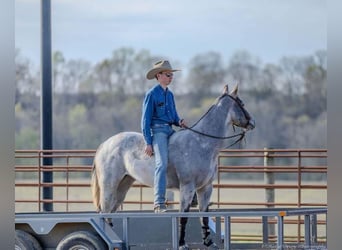 American Quarter Horse, Mare, 4 years, 13.3 hh, Gray