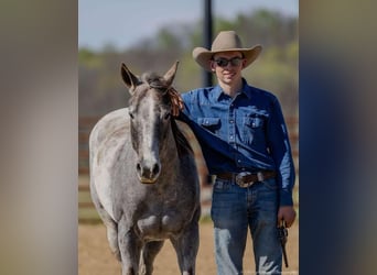 American Quarter Horse, Mare, 4 years, 13.3 hh, Gray