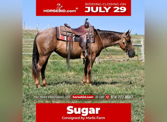 American Quarter Horse, Mare, 4 years, 13.3 hh, Roan-Red