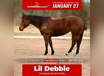 American Quarter Horse, Mare, 4 years, 14.1 hh, Bay
