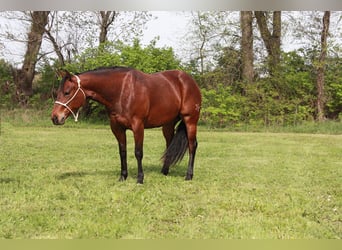 American Quarter Horse, Mare, 4 years, 14.1 hh, Bay