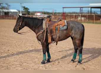 American Quarter Horse, Mare, 4 years, 14.1 hh, Black