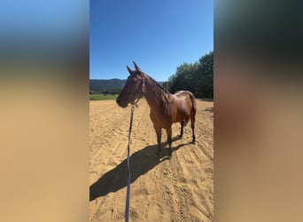 American Quarter Horse, Mare, 4 years, 14.1 hh, Brown