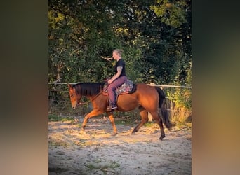American Quarter Horse, Mare, 4 years, 14.1 hh, Brown