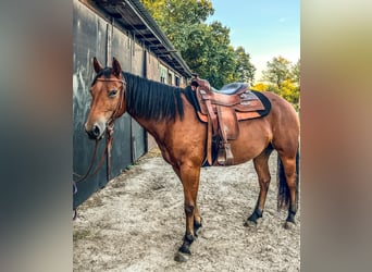American Quarter Horse, Mare, 4 years, 14.1 hh, Brown