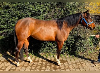 American Quarter Horse, Mare, 4 years, 14.1 hh, Brown