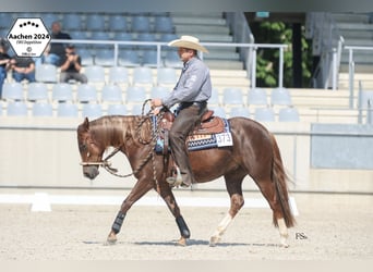 American Quarter Horse, Mare, 4 years, 14.1 hh, Chestnut