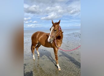 American Quarter Horse, Mare, 4 years, 14.1 hh, Chestnut
