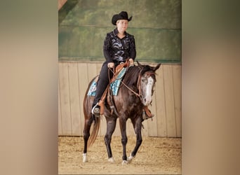 American Quarter Horse, Mare, 4 years, 14.1 hh