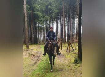 American Quarter Horse, Mare, 4 years, 14.1 hh