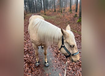 American Quarter Horse, Mare, 4 years, 14.1 hh, Palomino