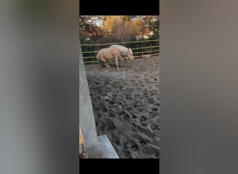 American Quarter Horse, Mare, 4 years, 14.1 hh, Palomino