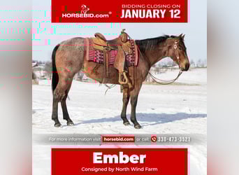 American Quarter Horse, Mare, 4 years, 14.1 hh, Roan-Bay