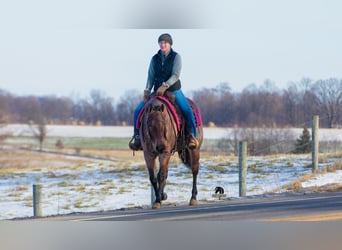 American Quarter Horse, Mare, 4 years, 14.1 hh, Roan-Bay