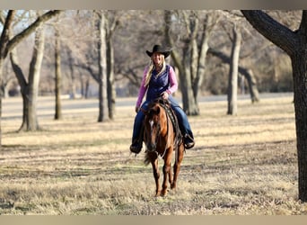 American Quarter Horse, Mare, 4 years, 14.1 hh, Sorrel