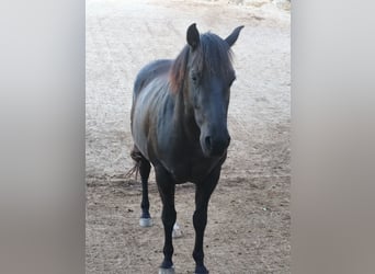 American Quarter Horse, Mare, 4 years, 14.2 hh, Black