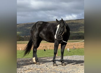 American Quarter Horse, Stute, 4 Jahre, 14,2 hh, Rappe