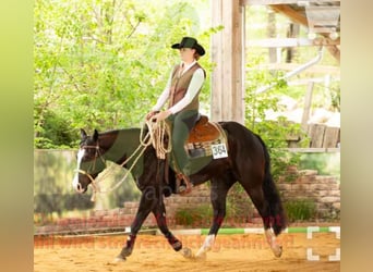 American Quarter Horse, Mare, 4 years, 14.2 hh, Black
