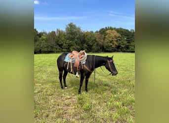 American Quarter Horse, Mare, 4 years, 14.2 hh, Black
