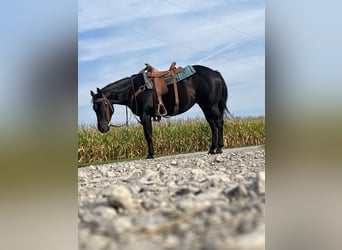 American Quarter Horse, Mare, 4 years, 14.2 hh, Black
