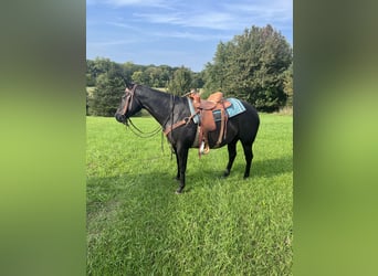 American Quarter Horse, Mare, 4 years, 14.2 hh, Black