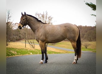 American Quarter Horse, Mare, 4 years, 14,2 hh, Buckskin