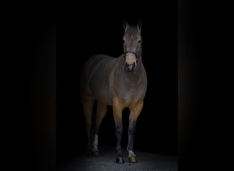 American Quarter Horse, Mare, 4 years, 14,2 hh, Buckskin