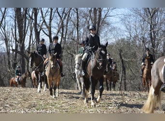 American Quarter Horse, Mare, 4 years, 14,2 hh, Buckskin