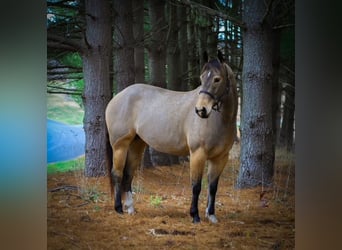 American Quarter Horse, Mare, 4 years, 14.2 hh, Buckskin