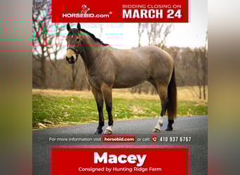 American Quarter Horse, Mare, 4 years, 14.2 hh, Buckskin