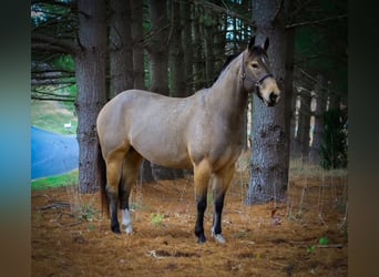 American Quarter Horse, Mare, 4 years, 14.2 hh, Buckskin