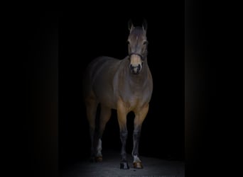 American Quarter Horse, Mare, 4 years, 14.2 hh, Buckskin