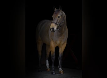 American Quarter Horse, Mare, 4 years, 14.2 hh, Buckskin