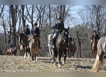American Quarter Horse, Mare, 4 years, 14.2 hh, Buckskin