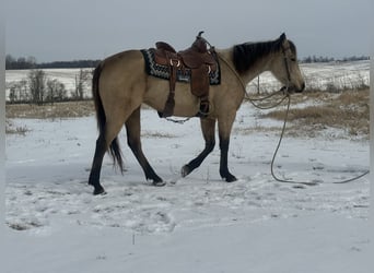 American Quarter Horse, Mare, 4 years, 14.2 hh, Buckskin
