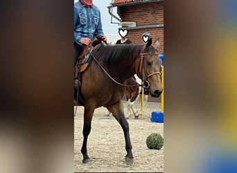 American Quarter Horse, Mare, 4 years, 14.2 hh, Buckskin