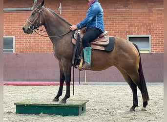 American Quarter Horse, Mare, 4 years, 14.2 hh, Buckskin