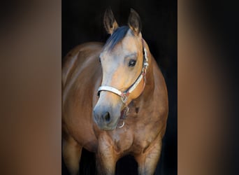 American Quarter Horse, Mare, 4 years, 14.2 hh, Buckskin