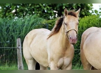 American Quarter Horse, Mare, 4 years, 14.2 hh, Champagne