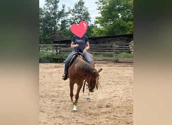 American Quarter Horse, Mare, 4 years, 14.2 hh, Chestnut-Red