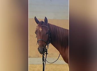 American Quarter Horse, Mare, 4 years, 14,2 hh, Chestnut-Red